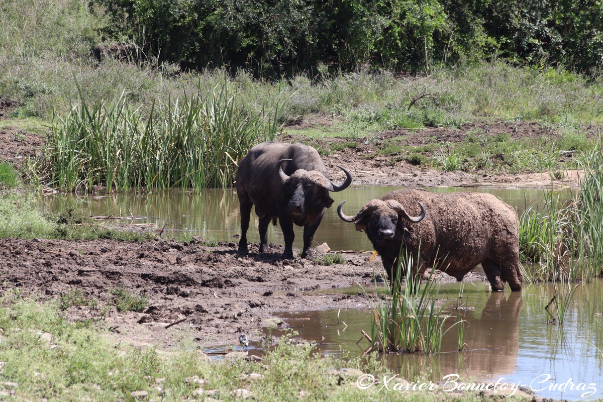 Nairobi National Park - Buffalo
Mots-clés: geo:lat=-1.35057022 geo:lon=36.79864449 geotagged KEN Kenya Nairobi Area Nairobi National Park animals Buffle Buffalo