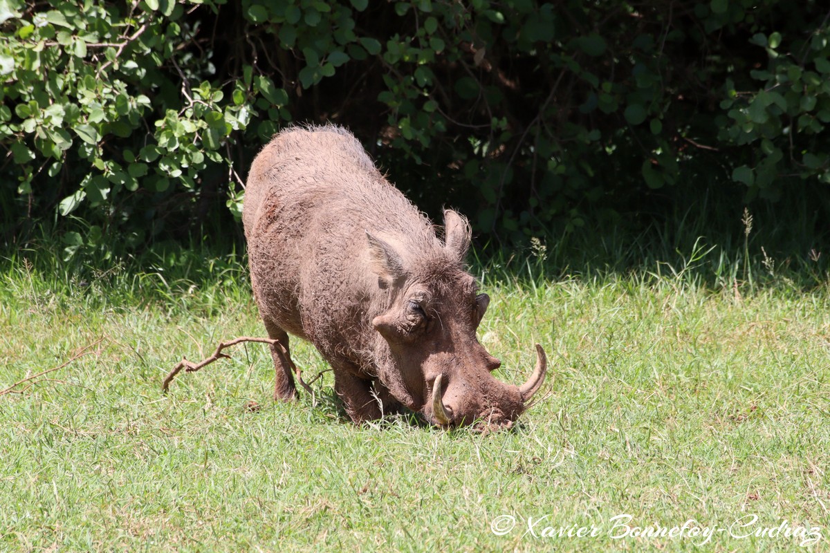 Nairobi National Park - Warthog
Mots-clés: geo:lat=-1.34574886 geo:lon=36.79720762 geotagged KEN Kenya Nairobi Area Nairobi National Park animals Phacochere Warthog