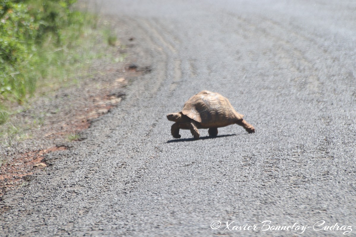 Nairobi National Park - Turtle
Mots-clés: geo:lat=-1.34160300 geo:lon=36.78486153 geotagged Jambo KEN Kenya Nairobi Area Nairobi National Park animals Tortue