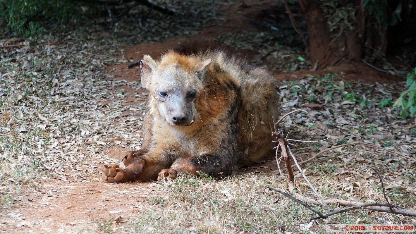 Nairobi Safari Walk - Hyena
Mots-clés: Bomas of Kenya KEN Kenya Nairobi Area Nairobi Safari Walk animals Hyene tachetee