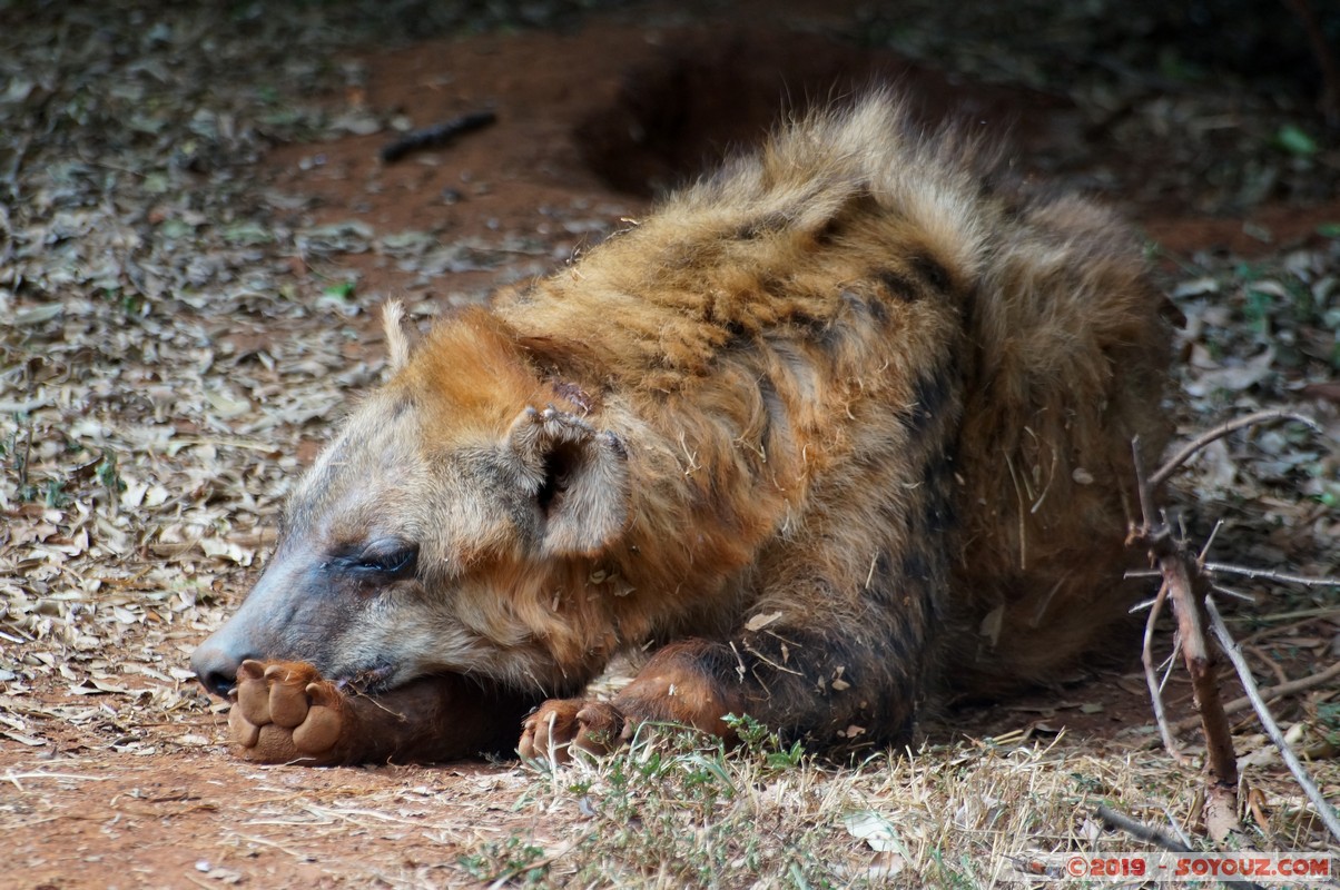 Nairobi Safari Walk - Hyena
Mots-clés: Bomas of Kenya KEN Kenya Nairobi Area Nairobi Safari Walk animals Hyene tachetee