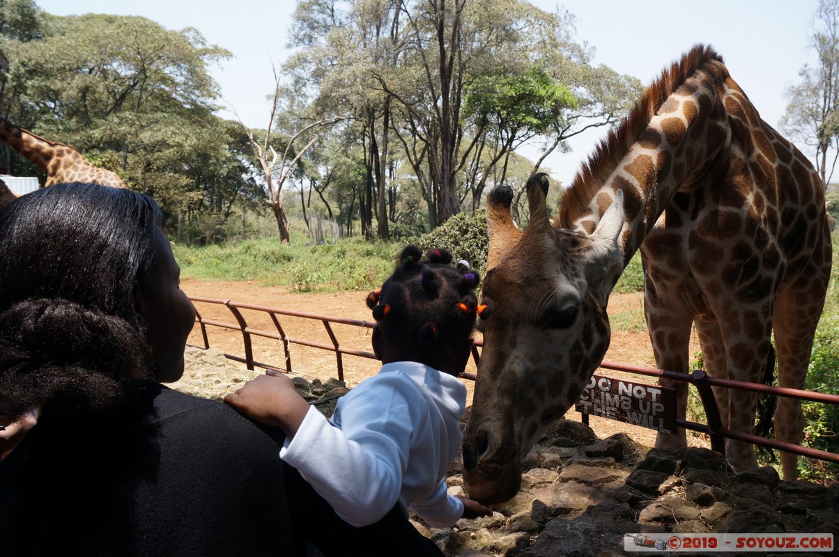 Nairobi - Giraffe Centre -
Mots-clés: KEN Kenya Nairobi Area Giraffe Centre animals Giraffe