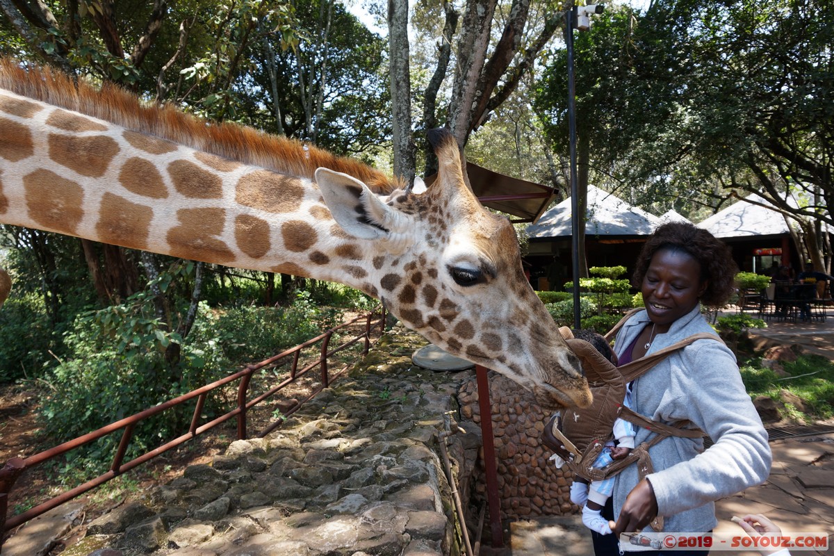 Nairobi - Giraffe Centre
Mots-clés: KEN Kenya Nairobi Area Giraffe Centre animals Giraffe