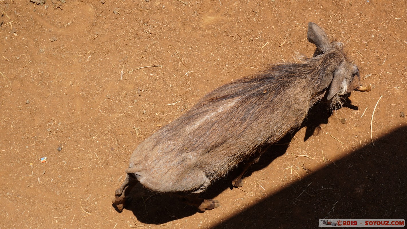 Nairobi - Giraffe Centre - Warhog
Mots-clés: KEN Kenya Nairobi Area Giraffe Centre animals Phacochere