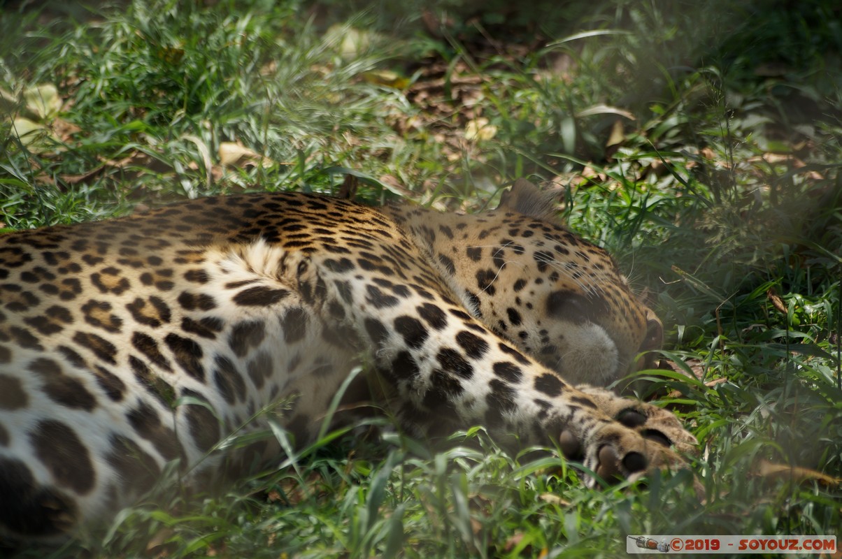 Nairobi - Animal Orphanage - Leopard
Mots-clés: KEN Kenya Nairobi Area Animal Orphanage animals Leopard