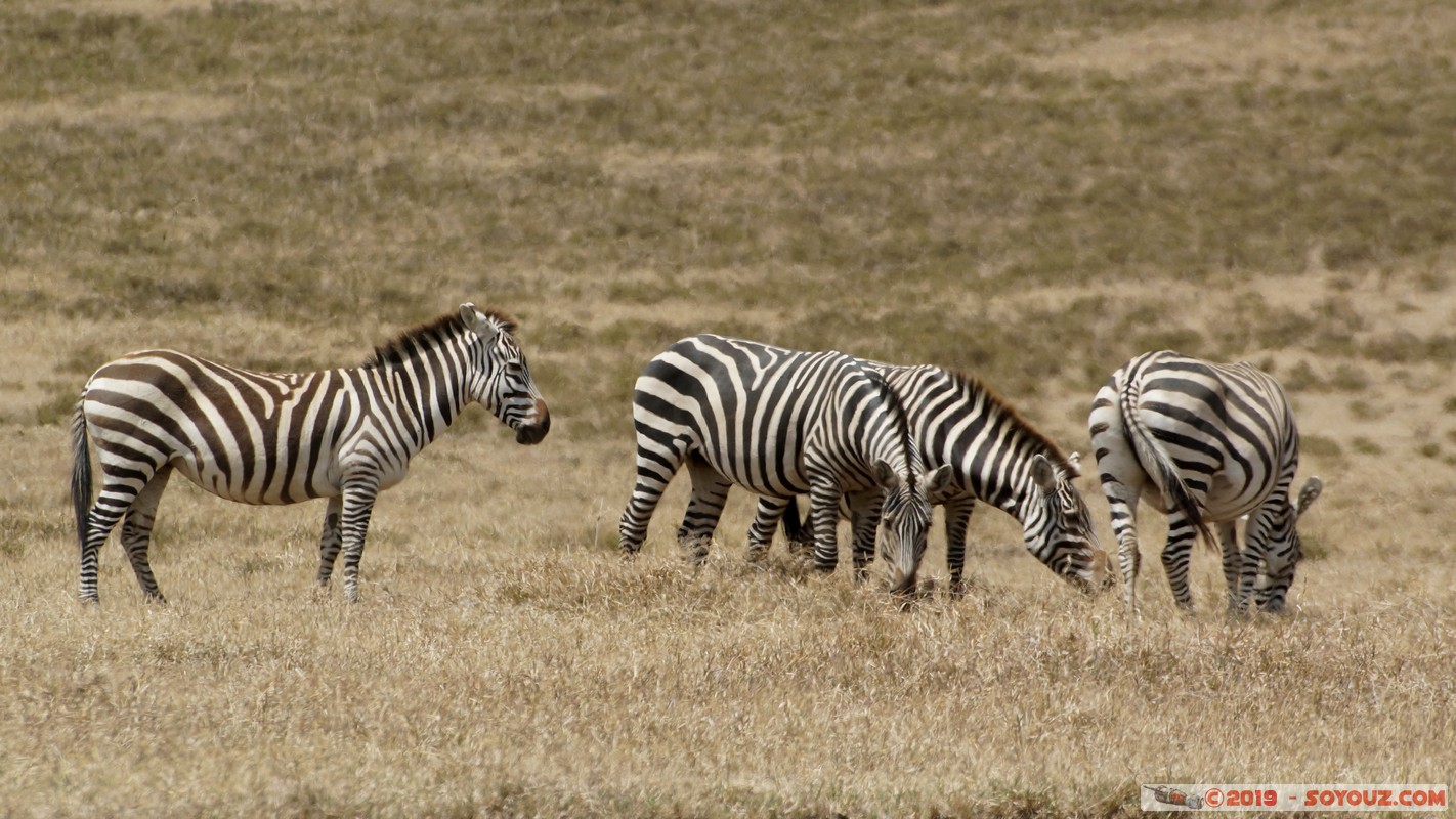 Hell's Gate - Zebra
Mots-clés: KEN Kenya Longonot Nakuru Hell's Gate animals zebre