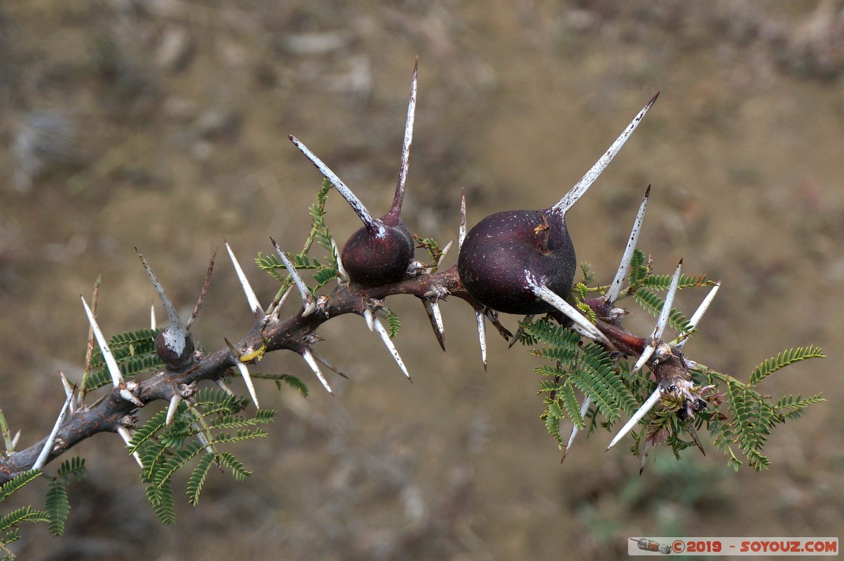 Hell's Gate
Mots-clés: KEN Kenya Longonot Nakuru Hell's Gate plante