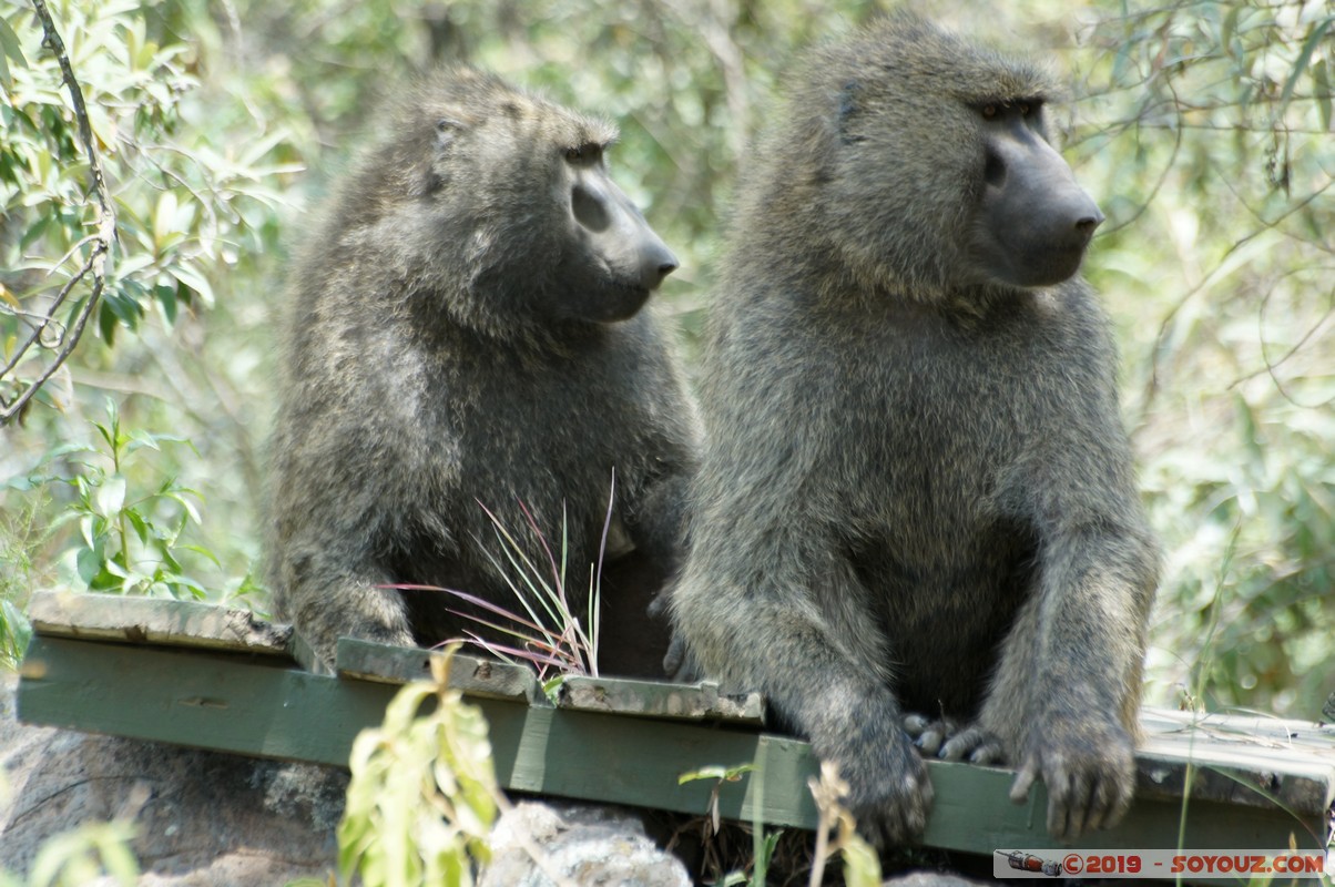 Hell's Gate - Baboons
Mots-clés: KEN Kenya Lolonito Narok Hell's Gate animals Babouin singes