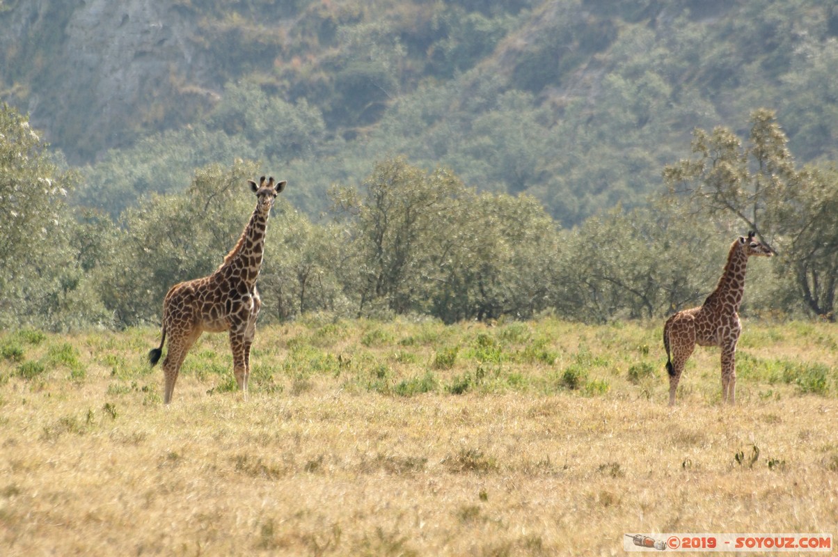 Hell's Gate - Giraffe
Mots-clés: KEN Kenya Lolonito Narok Hell's Gate animals zebre