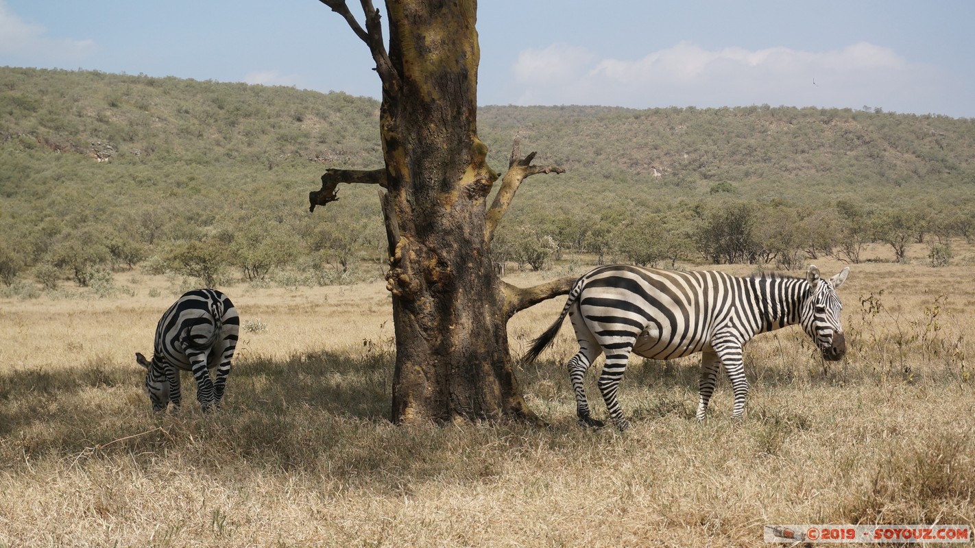 Hell's Gate - Zebra
Mots-clés: KEN Kenya Longonot Nakuru Hell's Gate animals zebre