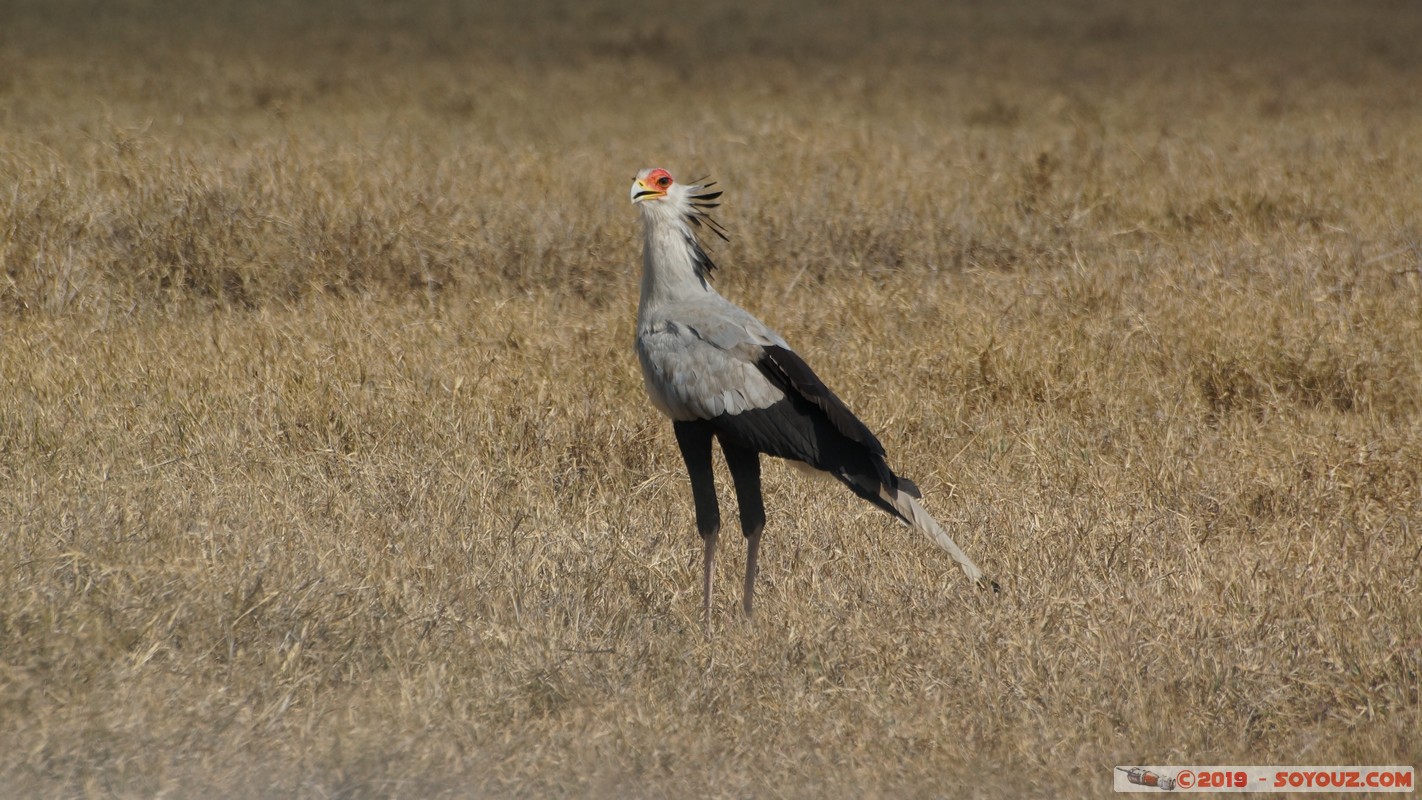 Hell's Gate - Secretarybird
Mots-clés: KEN Kenya Longonot Nakuru Hell's Gate animals oiseau Messager sagittaire Secretaire