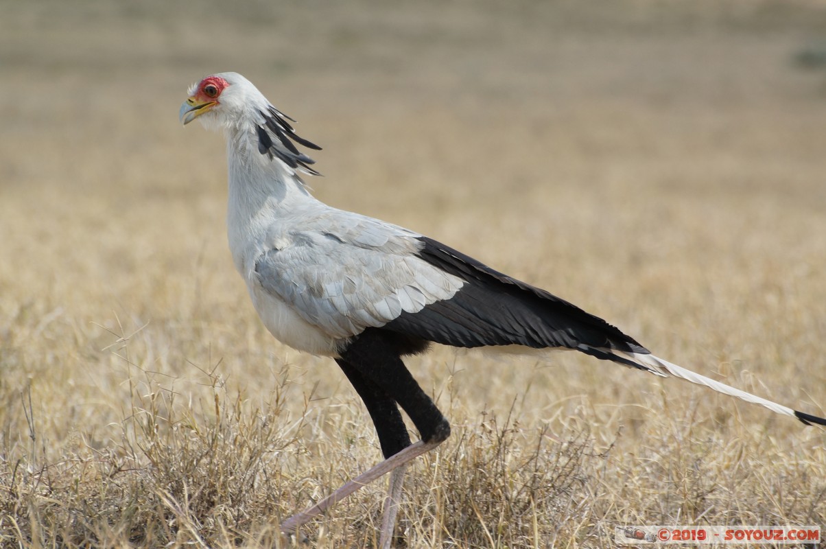 Hell's Gate - Secretarybird
Mots-clés: KEN Kenya Longonot Nakuru Hell's Gate animals oiseau Messager sagittaire Secretaire