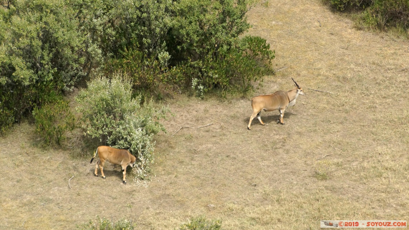 Nakuru - Crater lake - Common eland
Mots-clés: KEN Kenya Lentolia Stud Nakuru Crater lake animals Eland