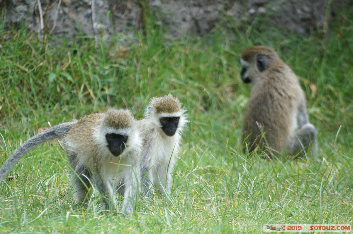 Nakuru - Crater lake - Vervet Monkey
Mots-clés: KEN Kenya Lentolia Stud Nakuru Crater lake animals singes Vervet