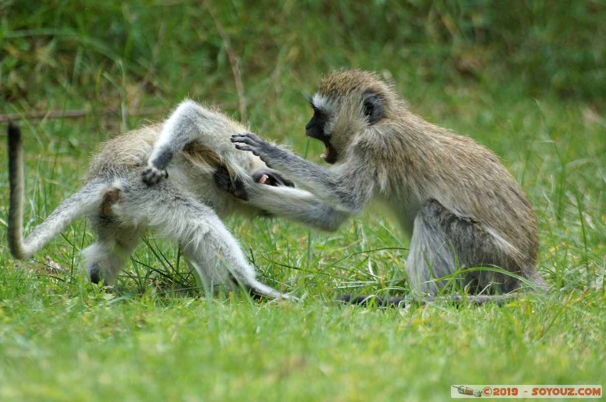Nakuru - Crater lake - Vervet Monkey
Mots-clés: KEN Kenya Lentolia Stud Nakuru Crater lake animals singes Vervet