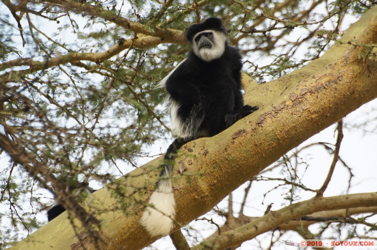 Nakuru - Crater lake - Colobus Monkey
Mots-clés: KEN Kenya Lentolia Stud Nakuru Crater lake Colobus animals singes