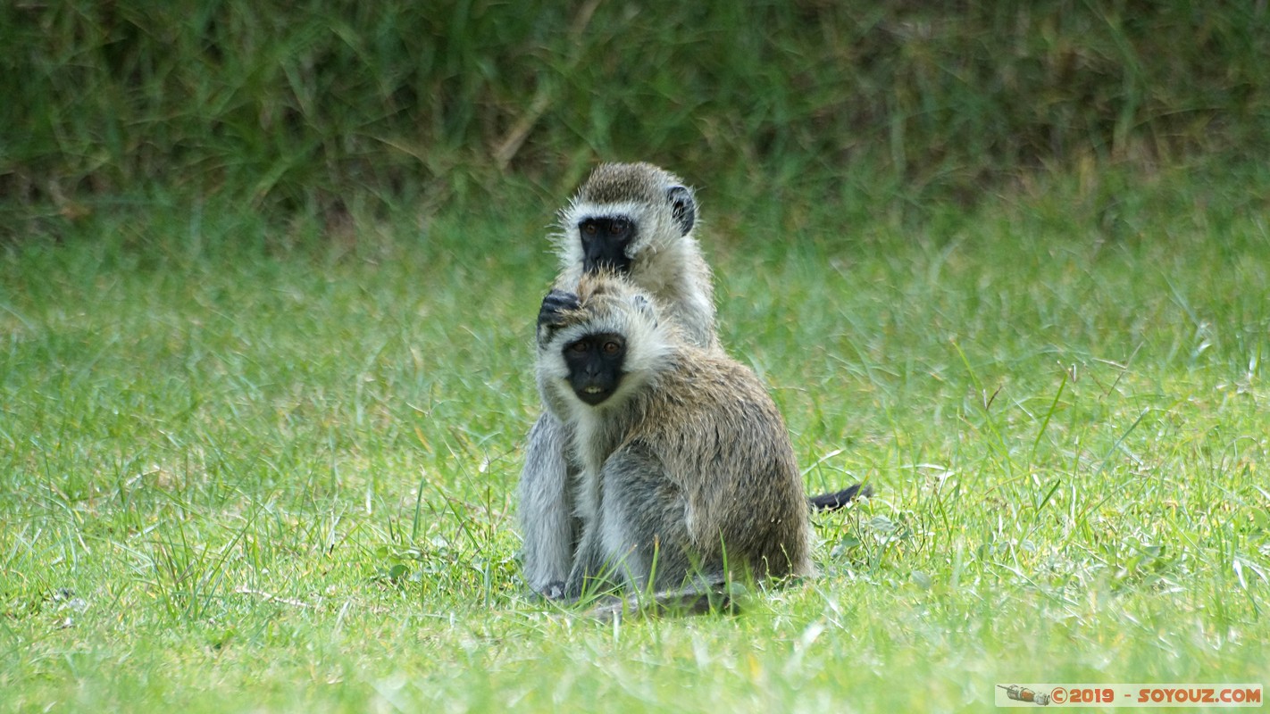 Nakuru - Crater lake - Vervet Monkey
Mots-clés: KEN Kenya Lentolia Stud Nakuru Crater lake animals singes Vervet
