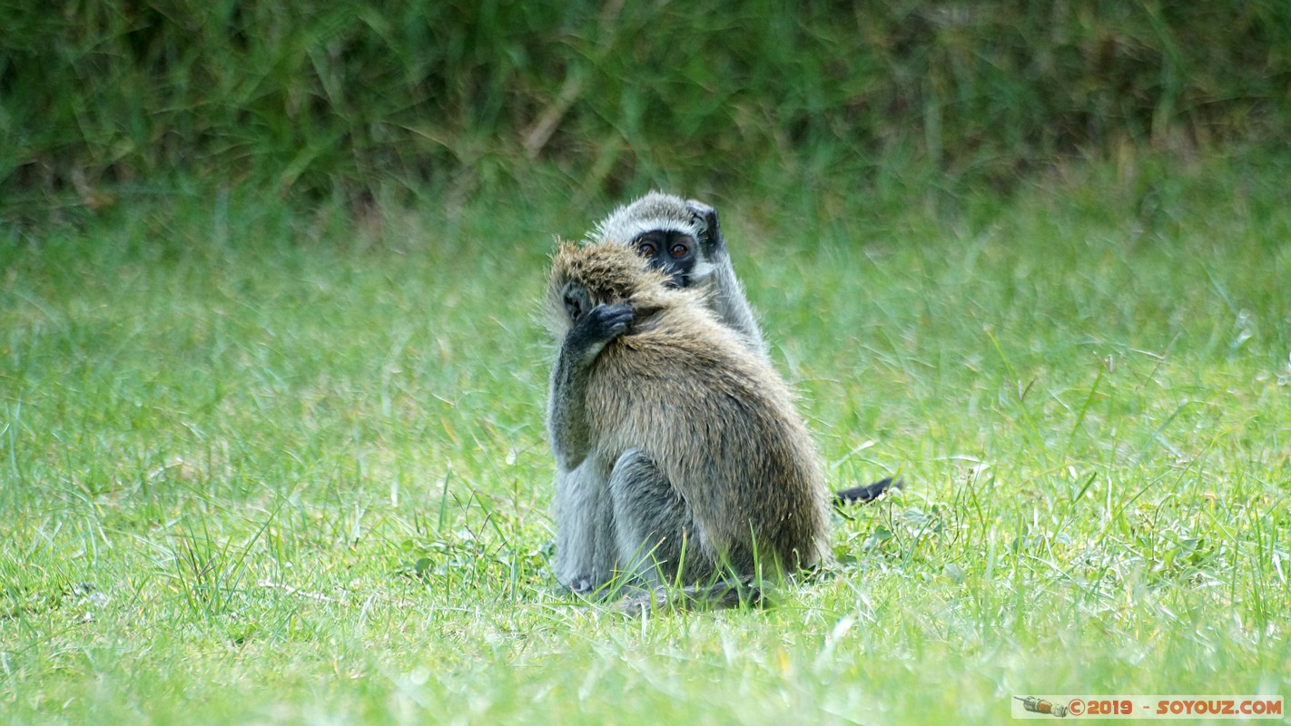 Nakuru - Crater lake - Vervet Monkey
Mots-clés: KEN Kenya Lentolia Stud Nakuru Crater lake animals singes Vervet