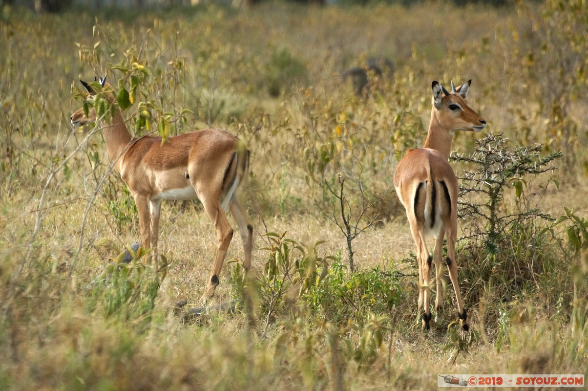 Nakuru - Crater lake - Grant's Gazelle
Mots-clés: KEN Kenya Lentolia Stud Nakuru Crater lake animals Grant's Gazelle