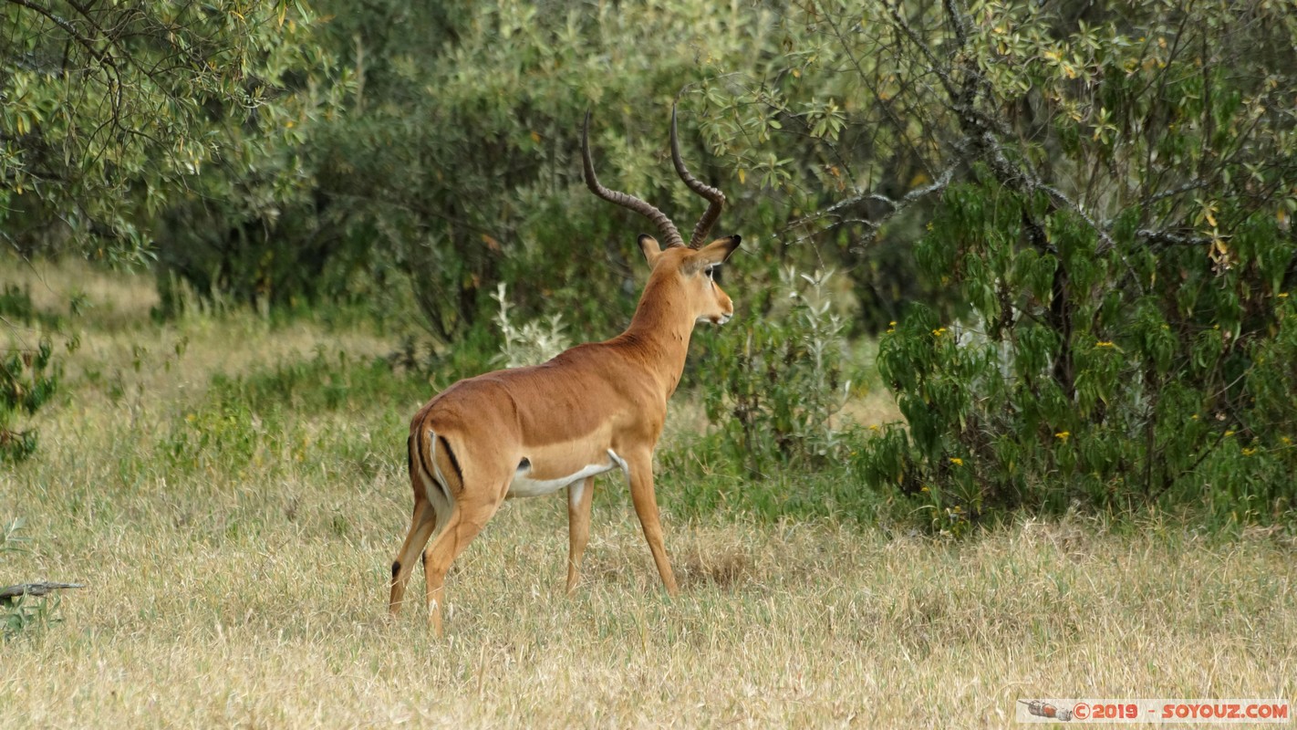 Nakuru - Crater lake - Grant's Gazelle
Mots-clés: KEN Kenya Lentolia Stud Nakuru Crater lake animals Grant's Gazelle