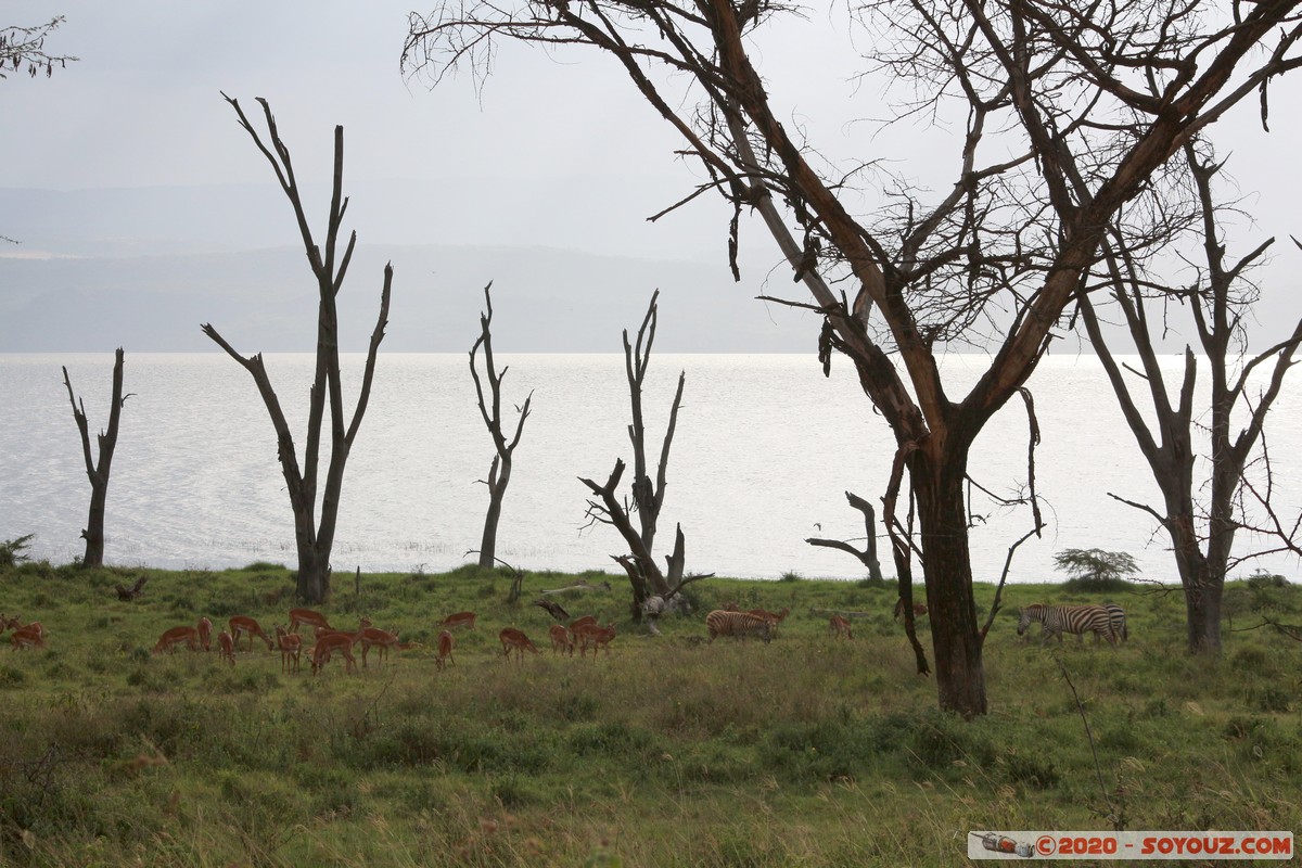 Lake Nakuru National Park
Mots-clés: KEN Kenya Nakuru Nderit Lake Nakuru National Park