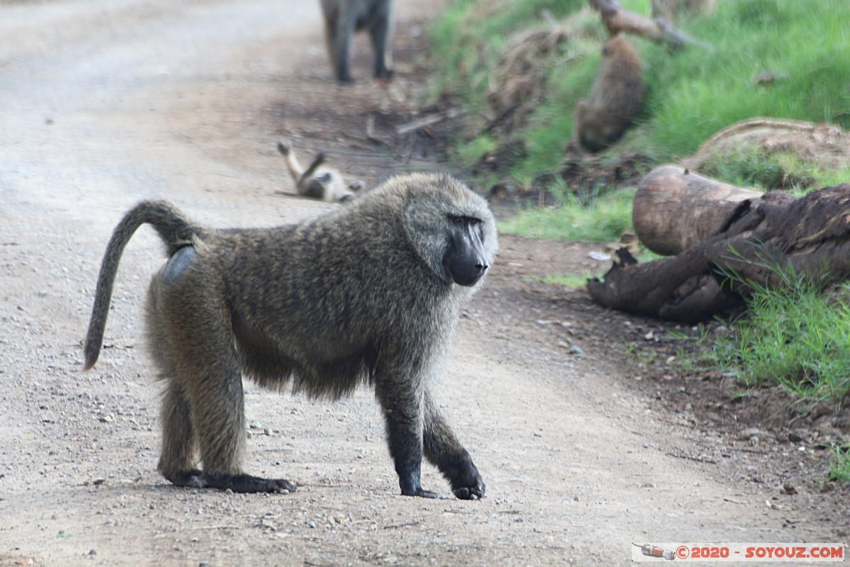 Lake Nakuru National Park - Baboon
Mots-clés: KEN Kenya Nakuru Nderit Lake Nakuru National Park animals singes Babouin