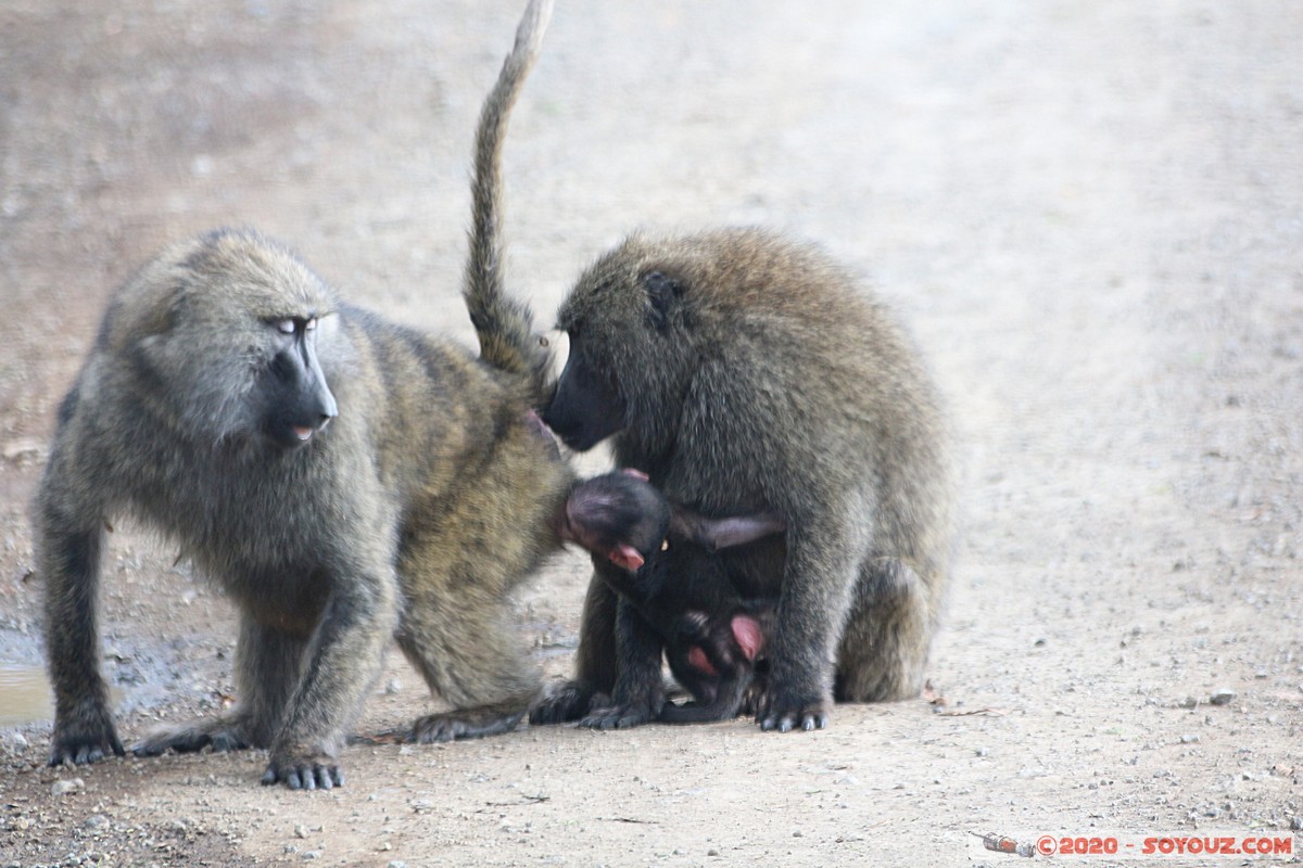 Lake Nakuru National Park - Baboon
Mots-clés: KEN Kenya Nakuru Nderit Lake Nakuru National Park animals singes Babouin