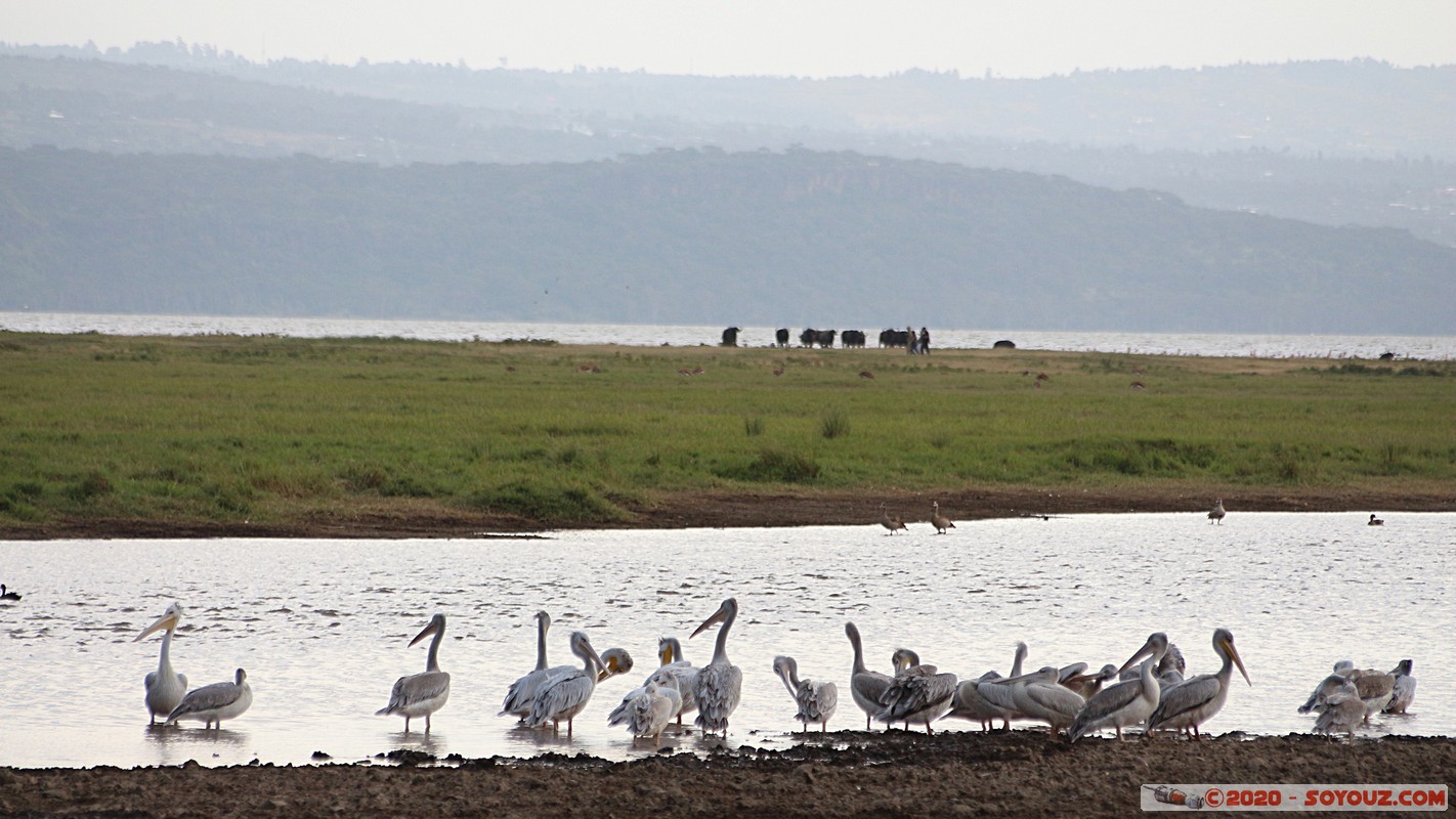 Lake Nakuru National Park - Pelican
Mots-clés: KEN Kenya Nakuru Nderit Lake Nakuru National Park animals oiseau pelican Lac
