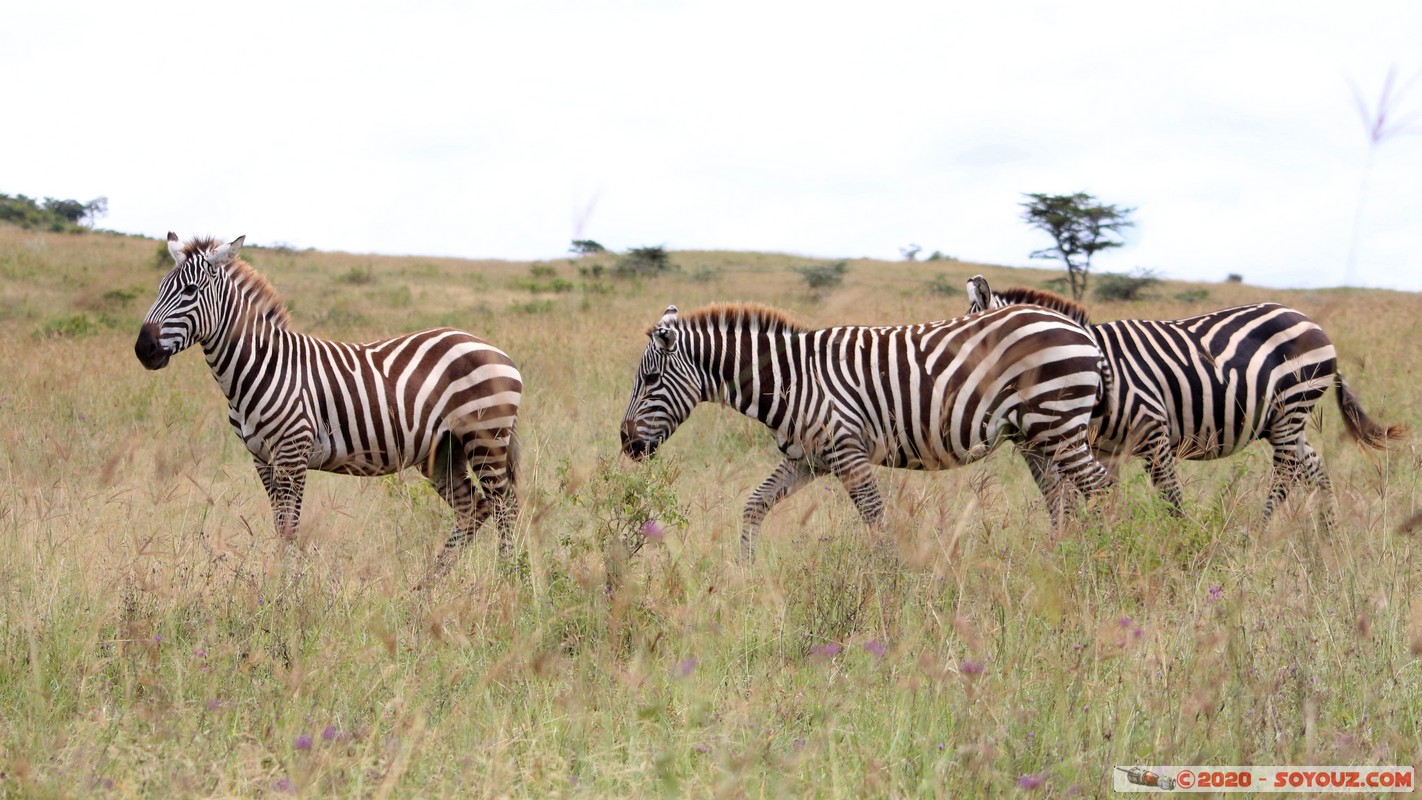 Lake Nakuru National Park - Zebra
Mots-clés: KEN Kenya Nakuru Nderit Lake Nakuru National Park zebre animals