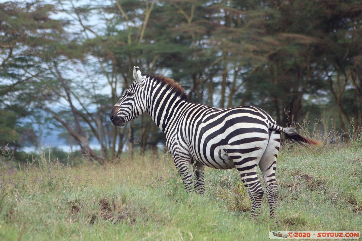 Lake Nakuru National Park - Zebra
Mots-clés: KEN Kenya Nakuru Nderit Lake Nakuru National Park zebre animals