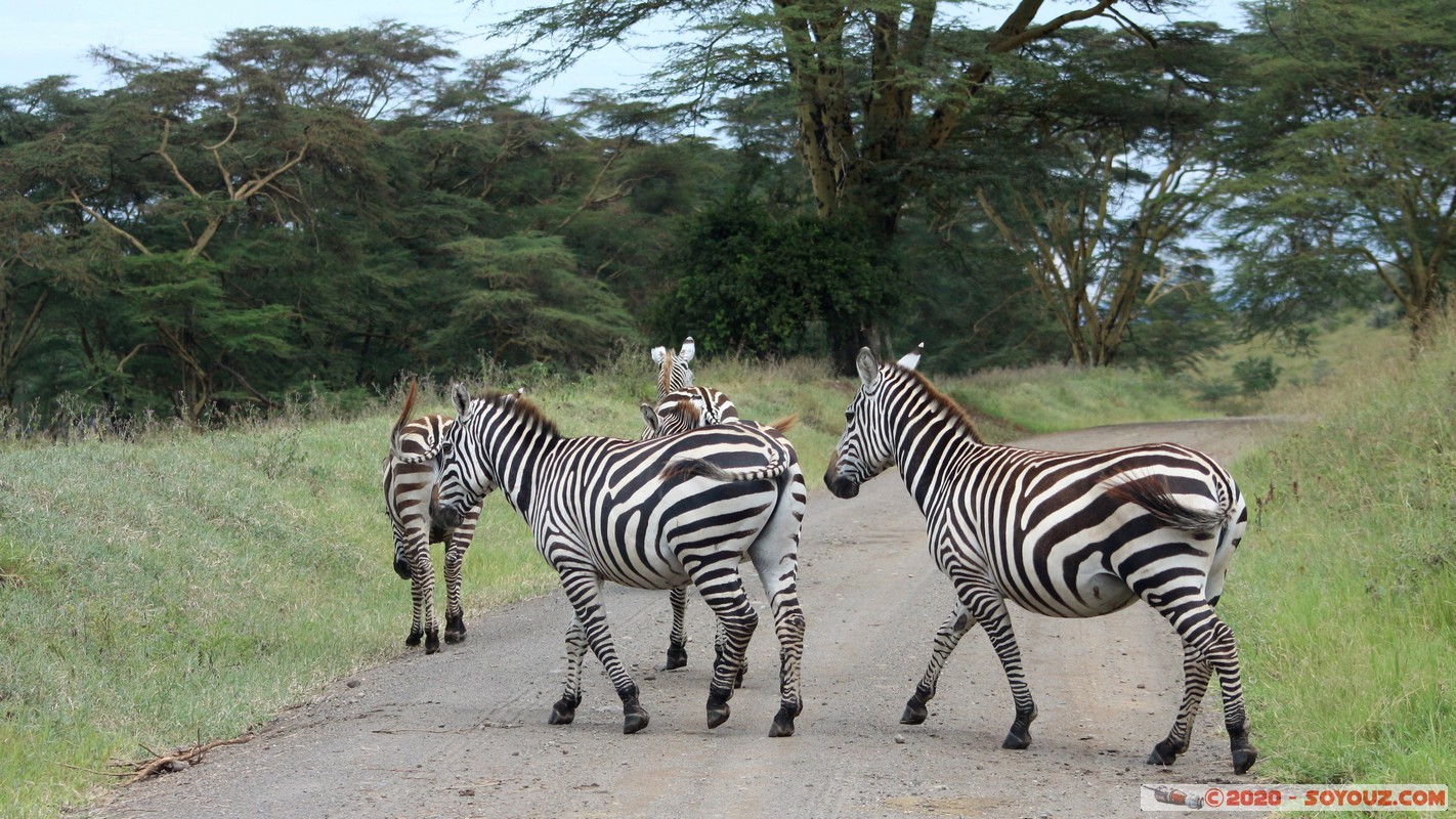 Lake Nakuru National Park - Zebra
Mots-clés: KEN Kenya Nakuru Nderit Lake Nakuru National Park zebre animals