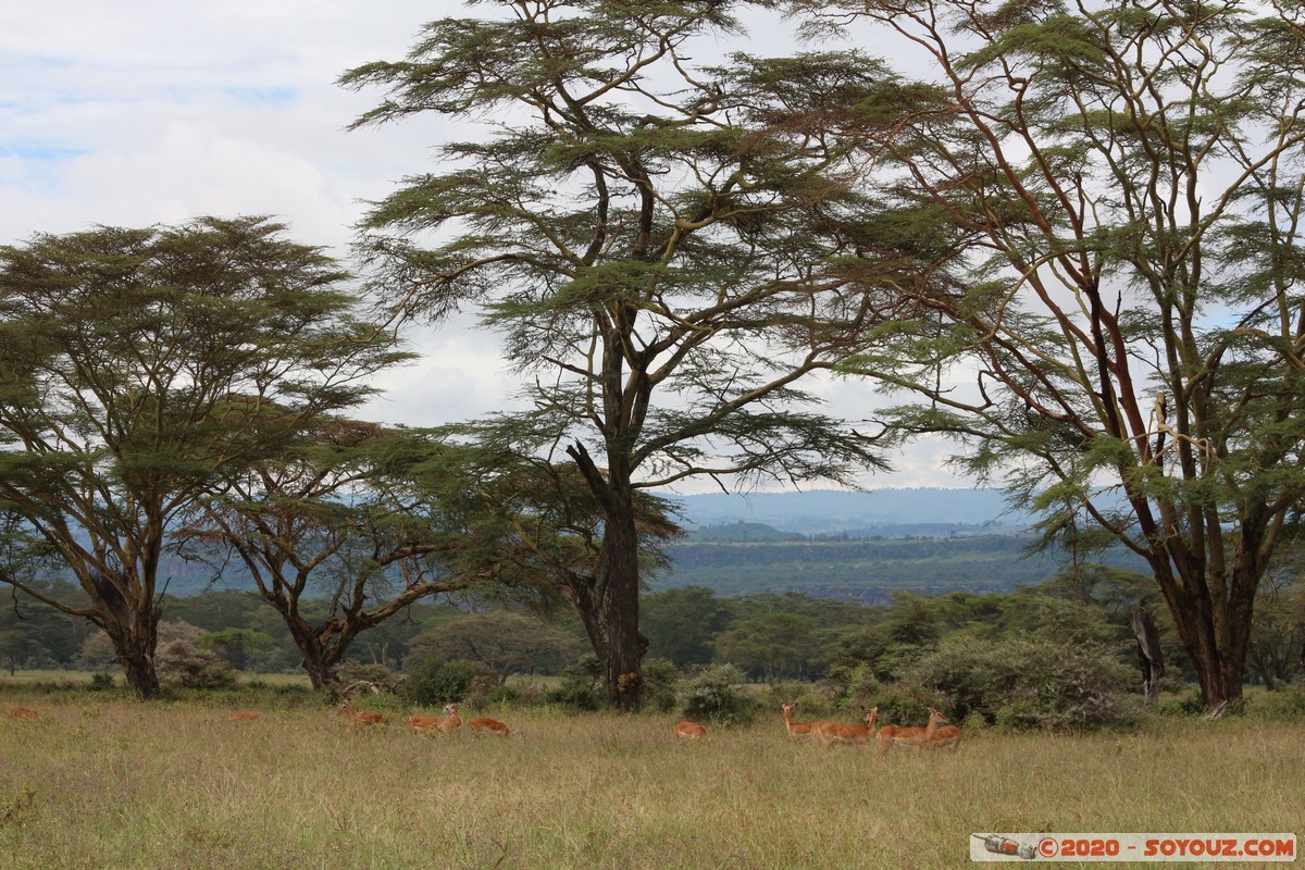 Lake Nakuru National Park - Grant's Gazelle
Mots-clés: KEN Kenya Nakuru Nderit Lake Nakuru National Park Grant's Gazelle