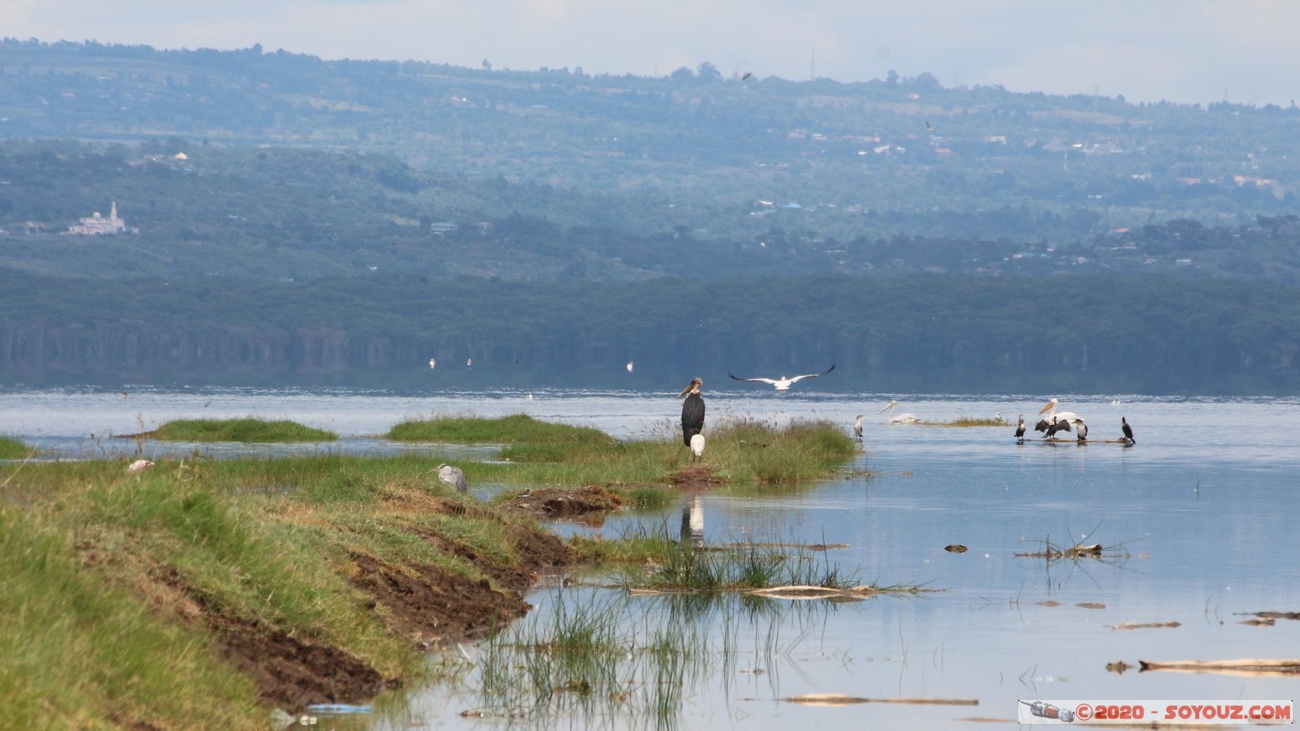 Lake Nakuru National Park - Marabou
Mots-clés: KEN Kenya Nakuru Nderit Lake Nakuru National Park animals oiseau Marabou