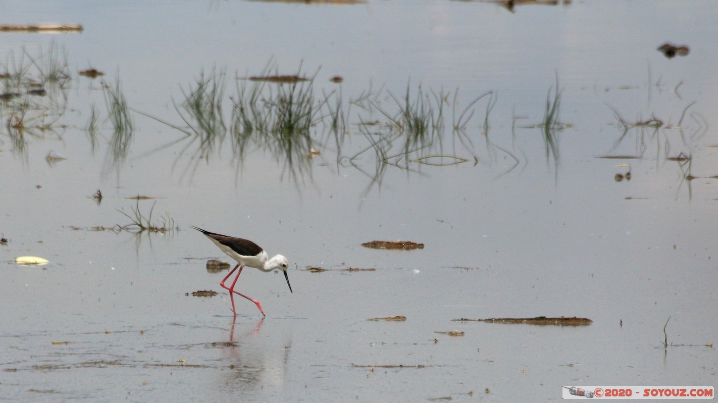 Lake Nakuru National Park - Plover
Mots-clés: KEN Kenya Nakuru Nderit Lake Nakuru National Park Pluvier oiseau animals