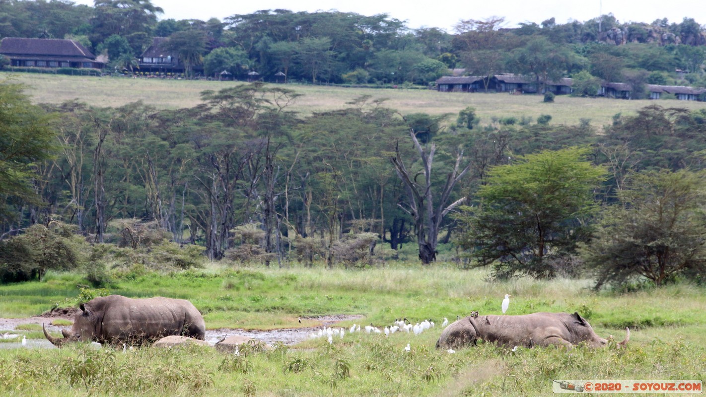 Lake Nakuru National Park - Rhinoceros
Mots-clés: KEN Kenya Nakuru Nderit Lake Nakuru National Park animals Rhinoceros