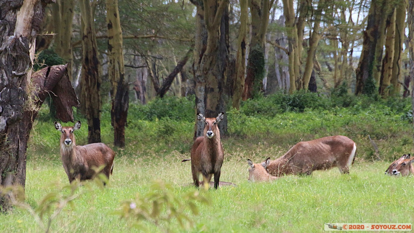 Lake Nakuru National Park - Waterbuck
Mots-clés: KEN Kenya Nakuru Nderit Lake Nakuru National Park animals Waterbuck