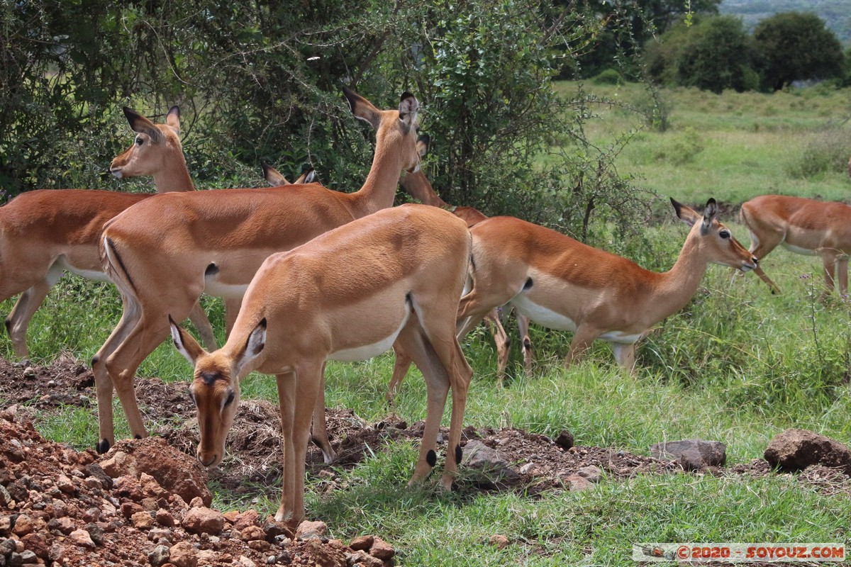 Lake Nakuru National Park - Grant's Gazelle
Mots-clés: KEN Kenya Long&rsquo;s Drift Nakuru Lake Nakuru National Park Grant's Gazelle
