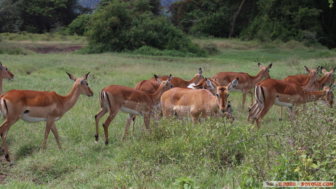 Lake Nakuru National Park - Grant's Gazelle
Mots-clés: KEN Kenya Long&rsquo;s Drift Nakuru Lake Nakuru National Park Grant's Gazelle