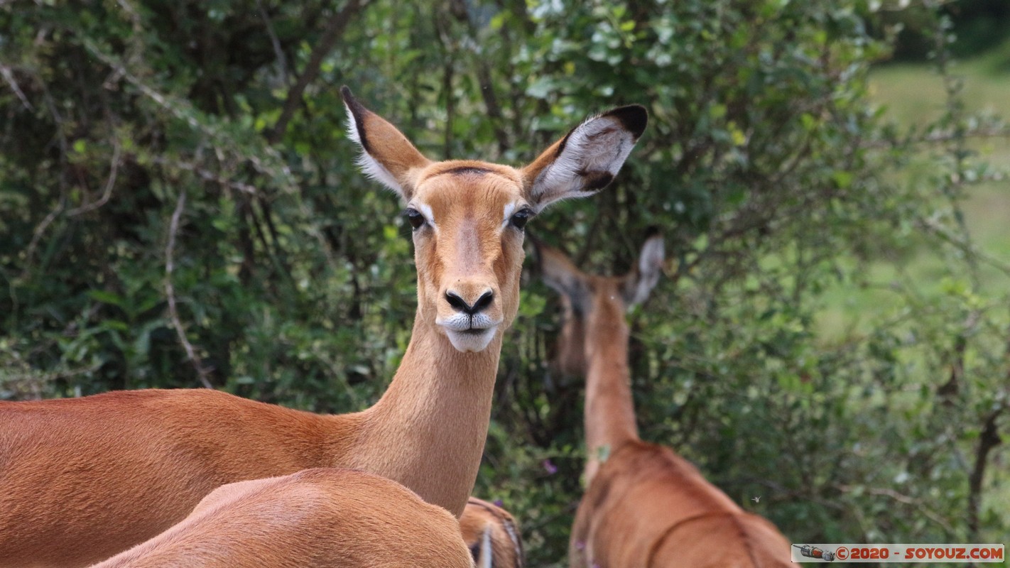 Lake Nakuru National Park - Grant's Gazelle
Mots-clés: KEN Kenya Long&rsquo;s Drift Nakuru Lake Nakuru National Park Grant's Gazelle