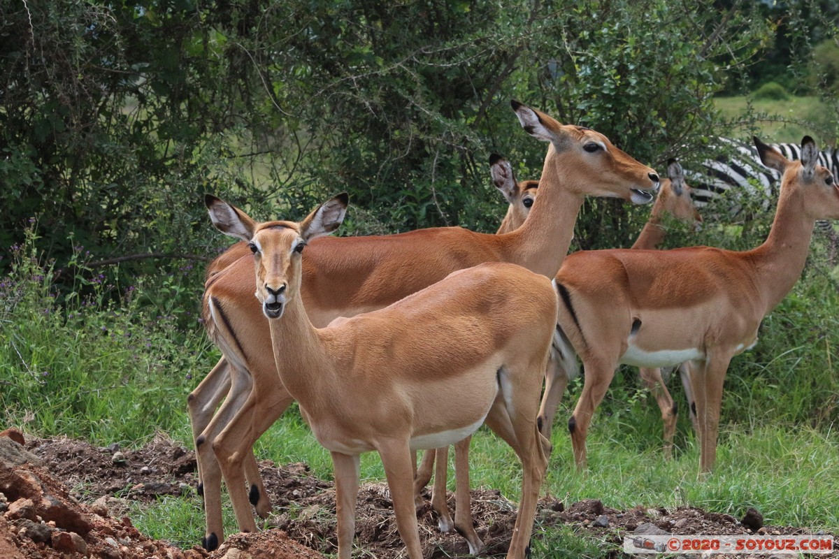 Lake Nakuru National Park - Grant's Gazelle
Mots-clés: KEN Kenya Long&rsquo;s Drift Nakuru Lake Nakuru National Park Grant's Gazelle