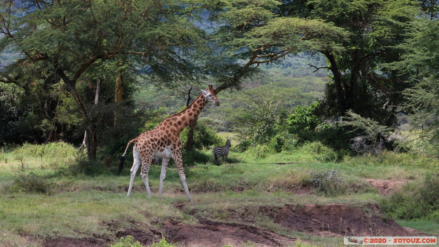 Lake Nakuru National Park - Giraffe
Mots-clés: KEN Kenya Long&rsquo;s Drift Nakuru Lake Nakuru National Park Giraffe animals