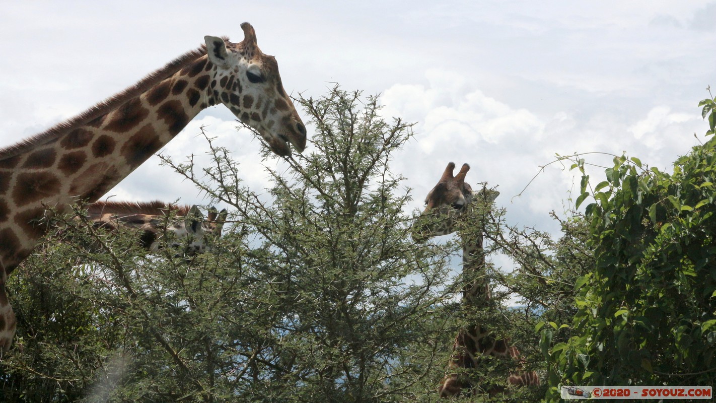 Lake Nakuru National Park - Giraffe
Mots-clés: KEN Kenya Long&rsquo;s Drift Nakuru Lake Nakuru National Park Giraffe animals