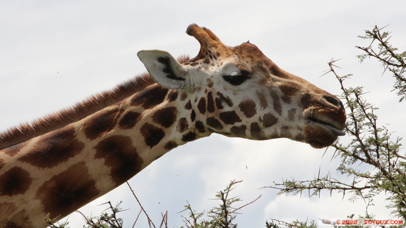 Lake Nakuru National Park - Giraffe
Mots-clés: KEN Kenya Long&rsquo;s Drift Nakuru Lake Nakuru National Park Giraffe animals