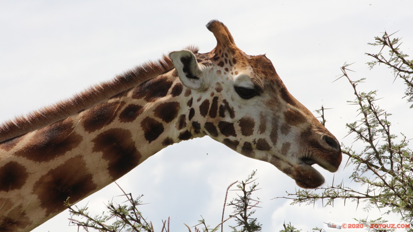 Lake Nakuru National Park - Giraffe
Mots-clés: KEN Kenya Long&rsquo;s Drift Nakuru Lake Nakuru National Park Giraffe animals