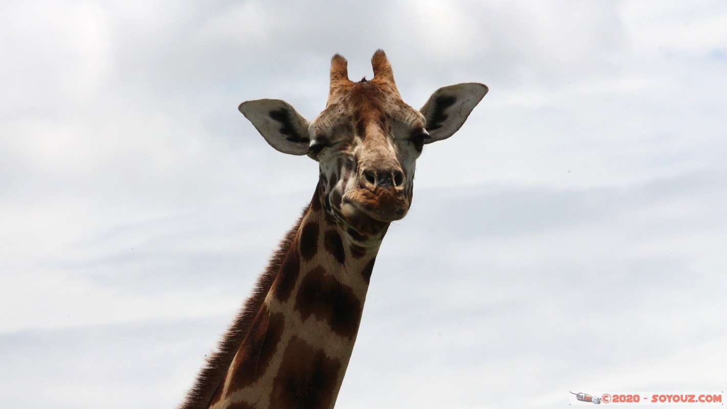 Lake Nakuru National Park - Giraffe
Mots-clés: KEN Kenya Long&rsquo;s Drift Nakuru Lake Nakuru National Park Giraffe animals