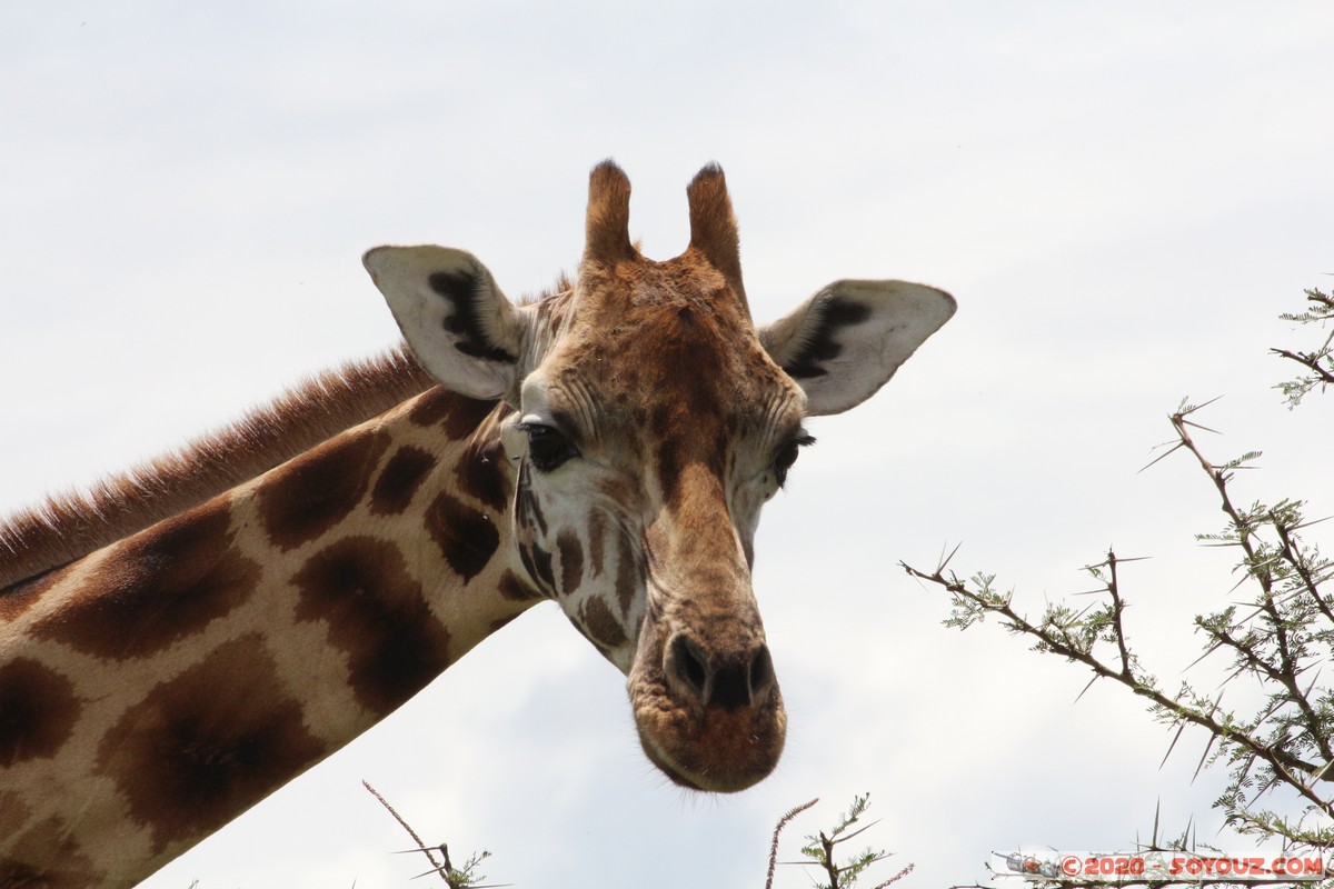 Lake Nakuru National Park - Giraffe
Mots-clés: KEN Kenya Long&rsquo;s Drift Nakuru Lake Nakuru National Park Giraffe animals