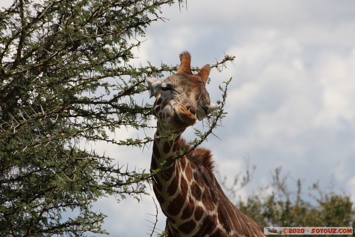 Lake Nakuru National Park - Giraffe
Mots-clés: KEN Kenya Long&rsquo;s Drift Nakuru Lake Nakuru National Park Giraffe animals