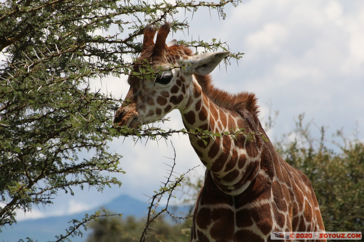 Lake Nakuru National Park - Giraffe
Mots-clés: KEN Kenya Long&rsquo;s Drift Nakuru Lake Nakuru National Park Giraffe animals