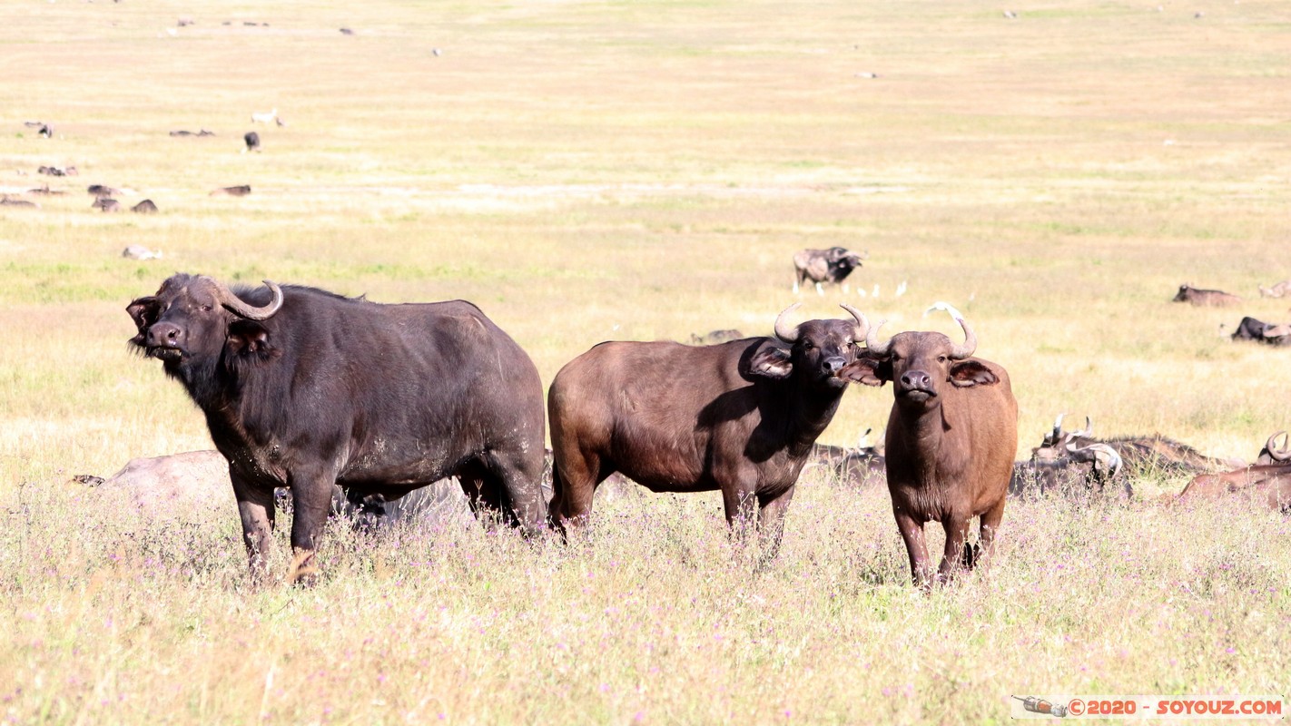 Lake Nakuru National Park - Buffalo
Mots-clés: KEN Kenya Nakuru Nderit Lake Nakuru National Park Buffle animals