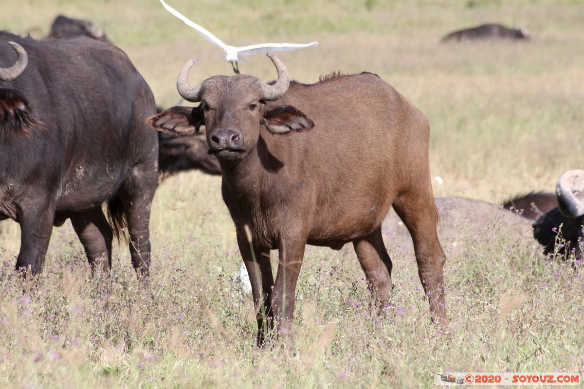 Lake Nakuru National Park - Buffalo
Mots-clés: KEN Kenya Nakuru Nderit Lake Nakuru National Park Buffle animals